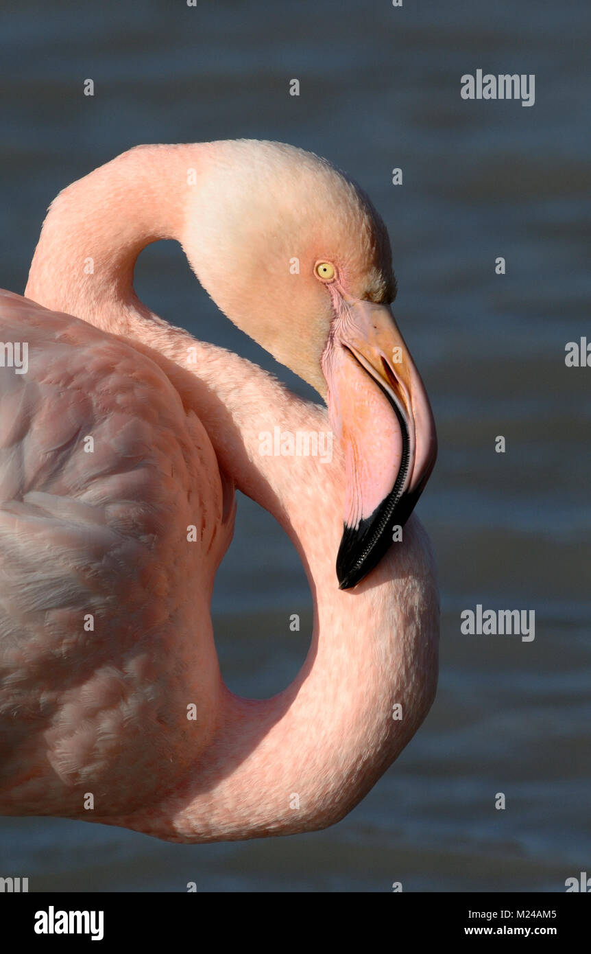 Mehr Flamingo, Phoenicopterus ruber, Erwachsene Portrait, Camargue, Provence, Frankreich Stockfoto