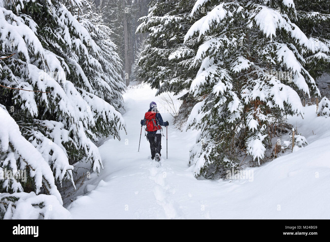 Frau mit roten Rucksack Schneeschuhwandern in leichtem Schneefall durch einen Wald. Bayern, Deutschland Stockfoto