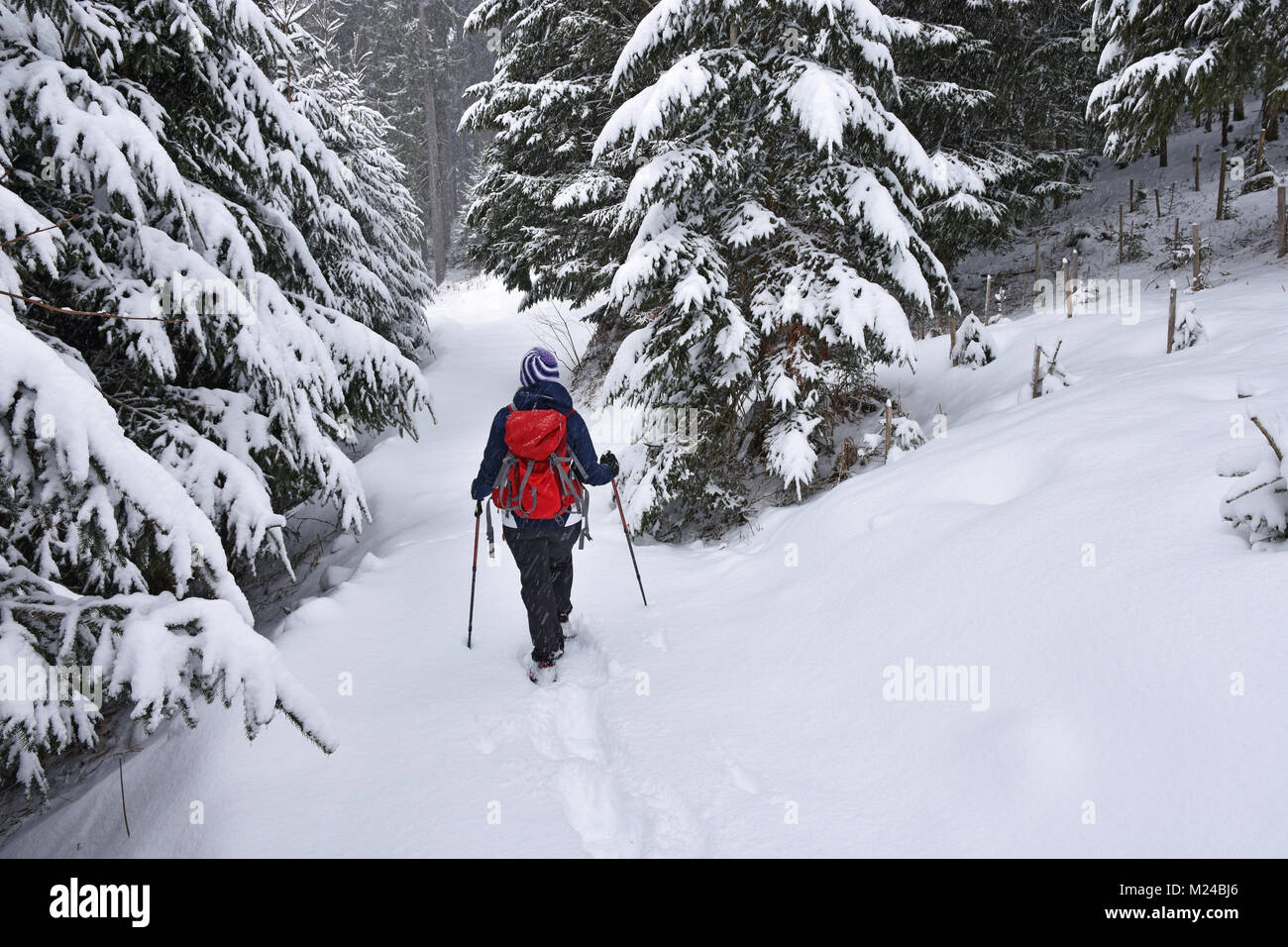 Frau mit roten Rucksack Schneeschuhwandern im Schnee durch den Wald. Bayern, Deutschland Stockfoto