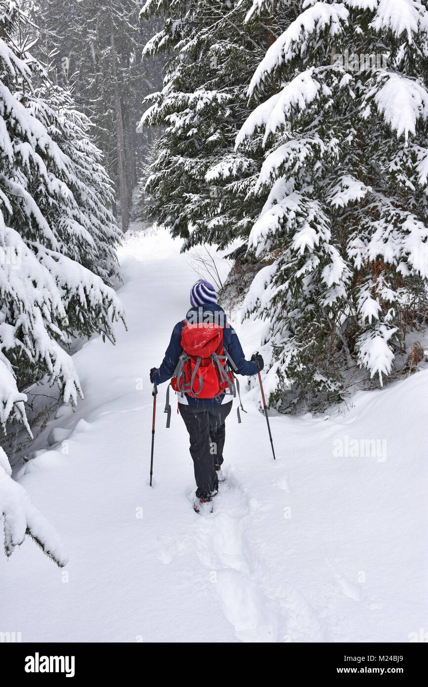 Frau mit roten Rucksack Schneeschuhwandern in leichtem Schneefall durch einen Wald. Bayern, Deutschland Stockfoto