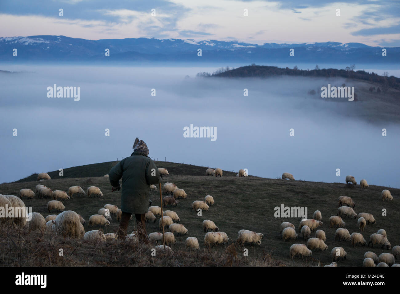 Shepherd suchen über seine Herde von Schafen in ländlichen rumänischen Landschaft Stockfoto