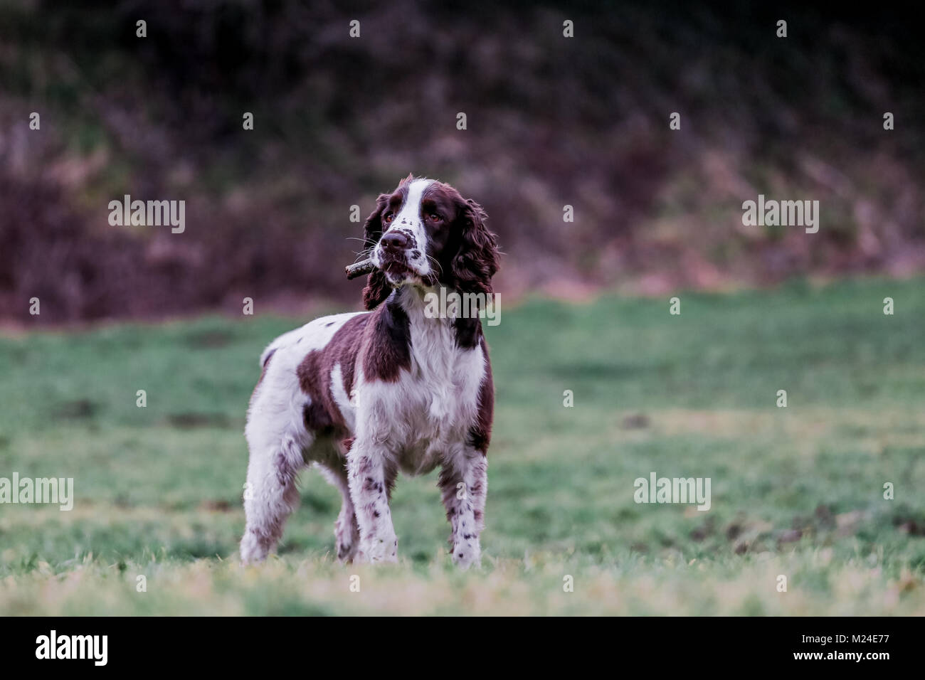 Leber und der weiße Springer Spaniel auf einem Spaziergang ausserhalb, Oxfordshire, UK. Stockfoto