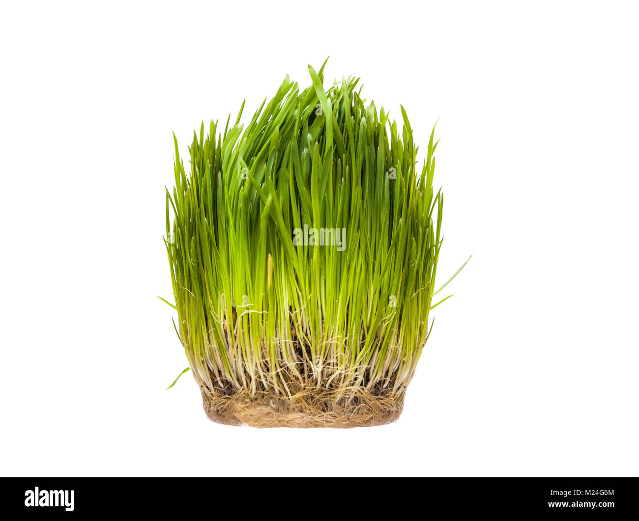Vitamine für Katzen - Gekeimten Hafer. Gras gekeimten Hafer ist nützlich für Katzen und Kätzchen. Auf weissem Hintergrund Stockfoto