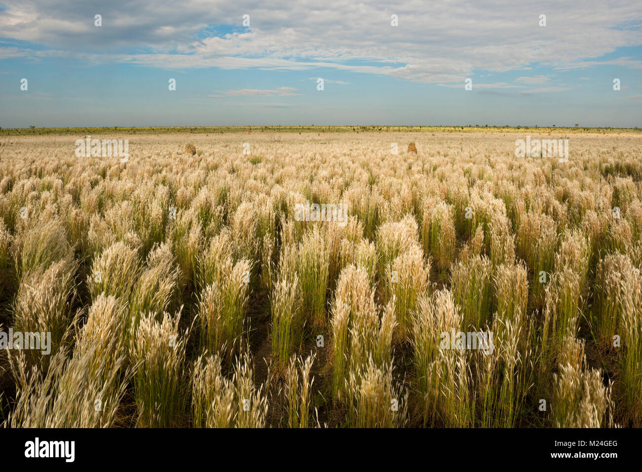 Gras Felder bei Emas Nationalpark, GO, Brasilien Stockfoto