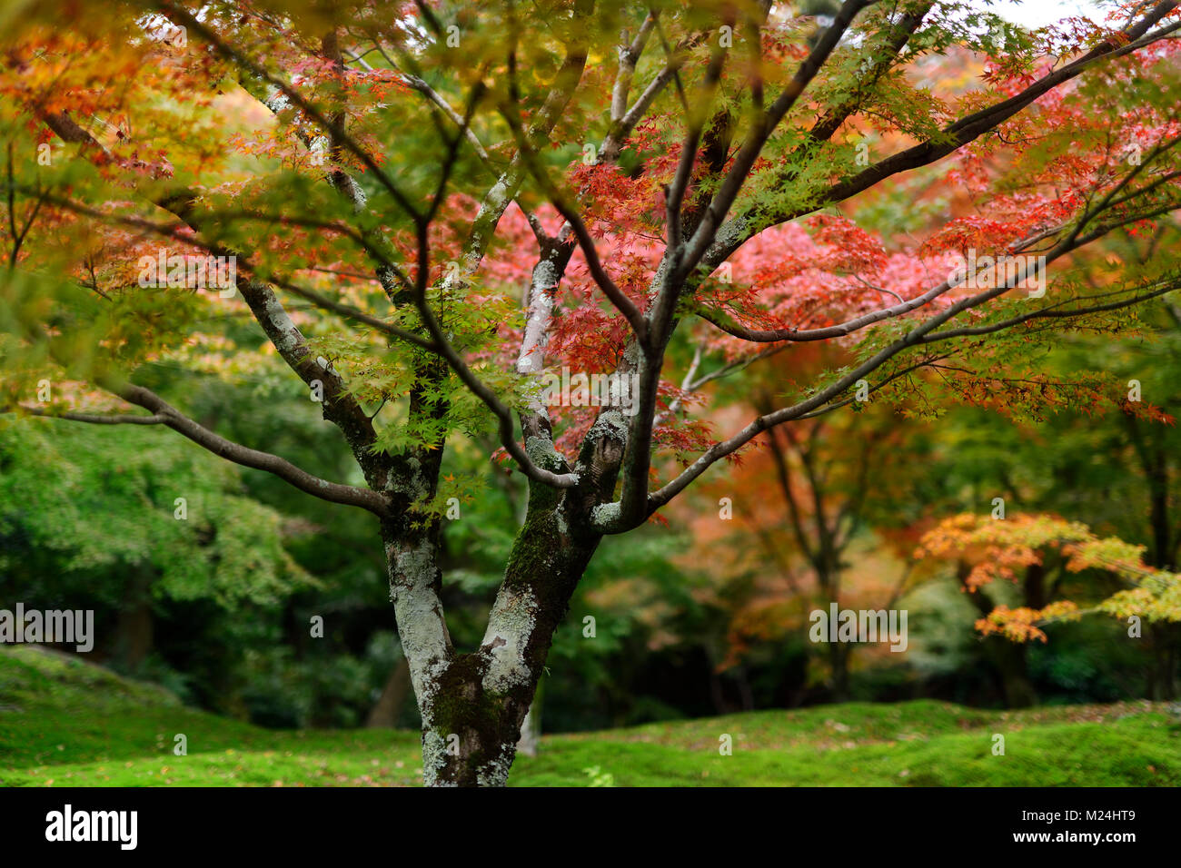 Bunten japanischen Ahorn Baum in einem schönen bemoosten Herbst Natur Landschaft in einem Garten an Tofuku-ji, Kyoto, Japan Stockfoto
