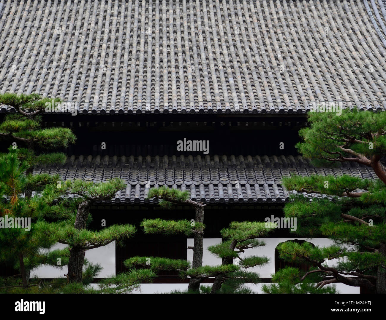 Japanische schwarze Kiefern, pinus thunbergii, vor einem Gebäude Dach Tofukuji temple in Kyoto, Japan Stockfoto