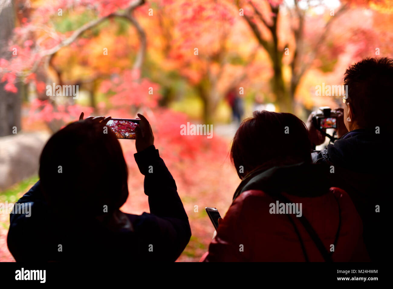 Touristen, die Bilder von hellen roten Herbst Japanische Gärten im Tofukuji temple in Kyoto, Japan 2017. Stockfoto