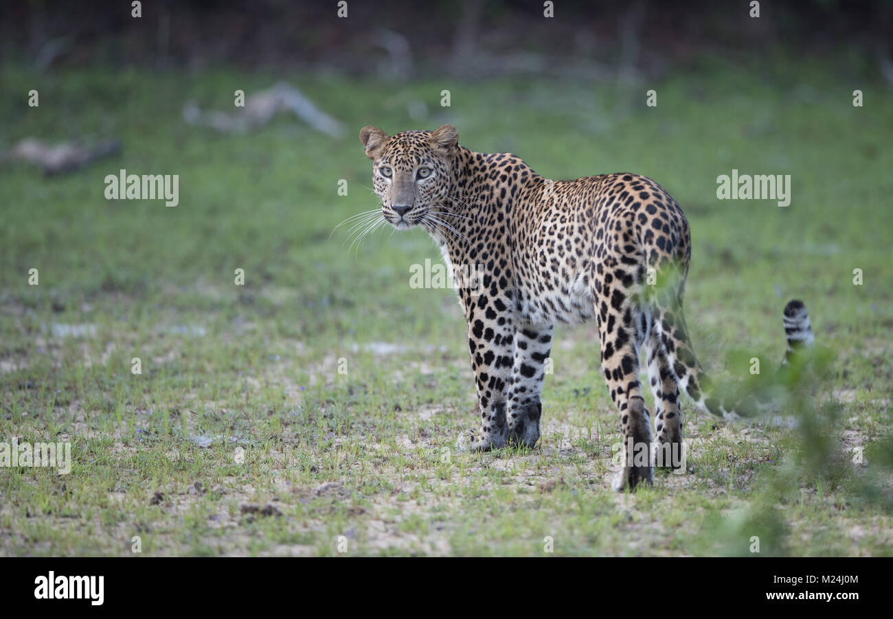 Die sri-lankische Leopard ist ein Leopard Unterart, die in Sri Lanka, die zuerst im Jahre 1956 wurde von der Sri Lankan Zoologe Deraniyagala beschrieben. Stockfoto