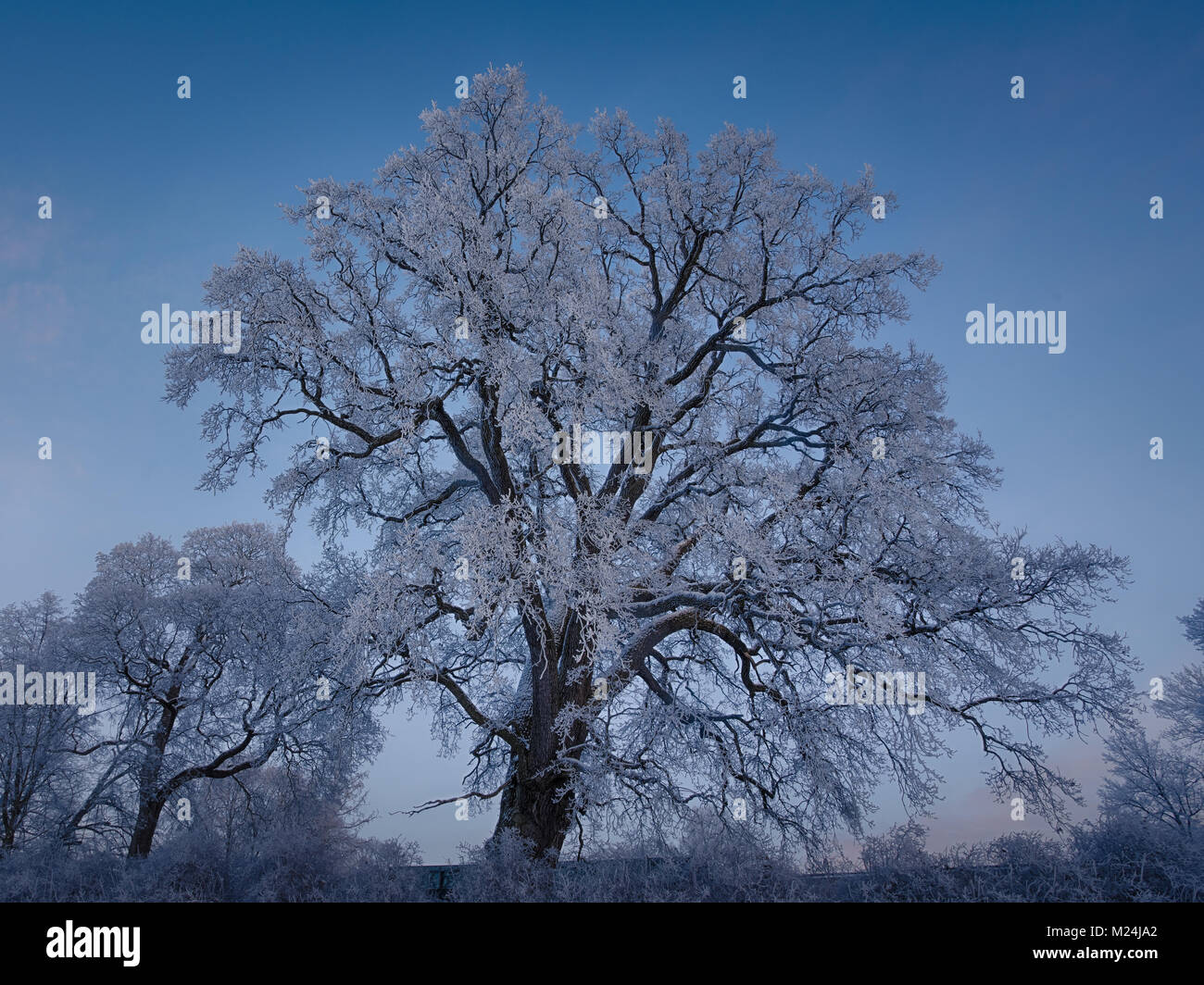 Eiche (Quercus robur) im Winter durch Frost in Turku, Finnland Stockfoto