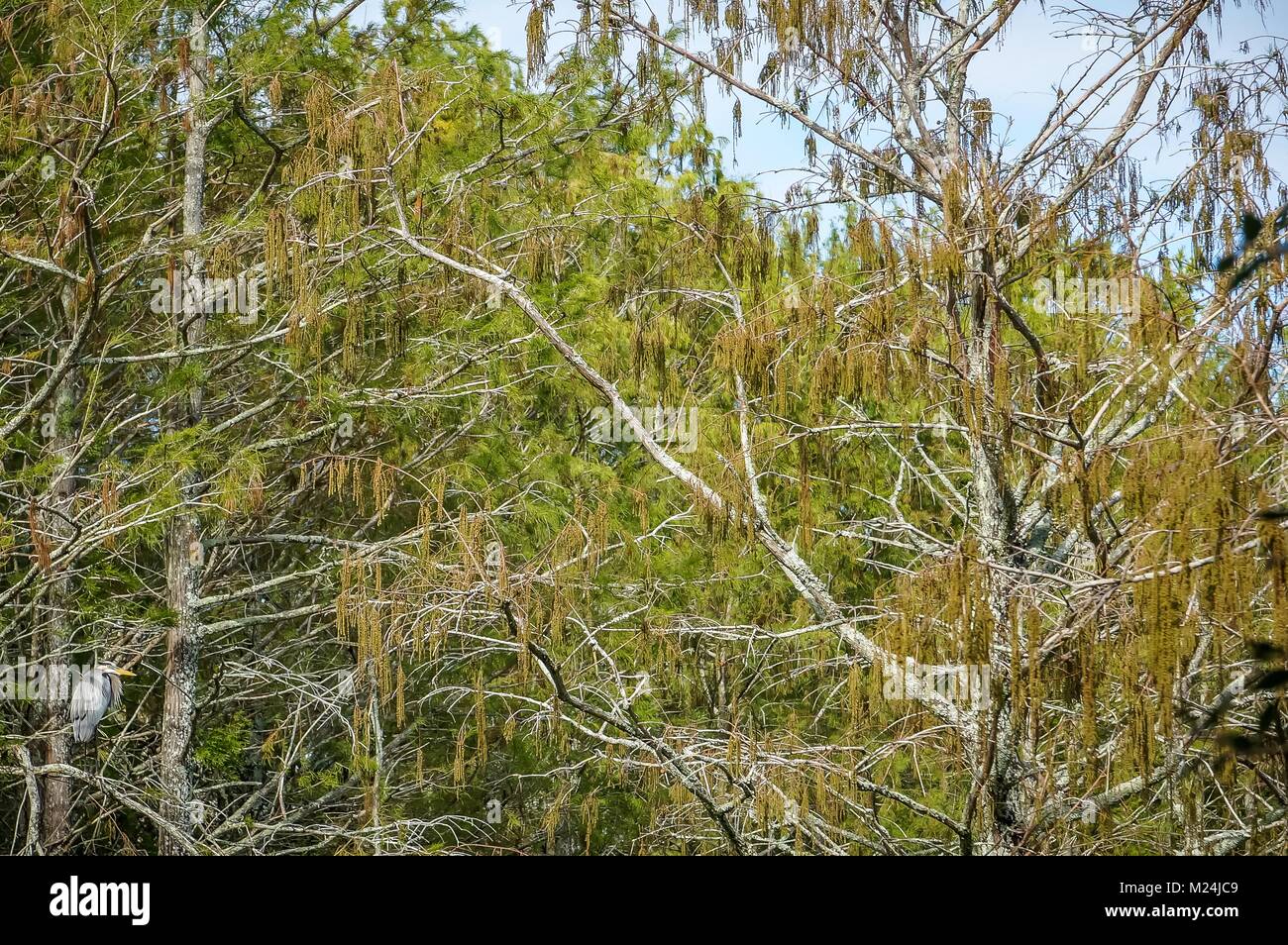 Great Blue Heron (Bereich herodias) in einer Zypresse Baum gehockt Stockfoto