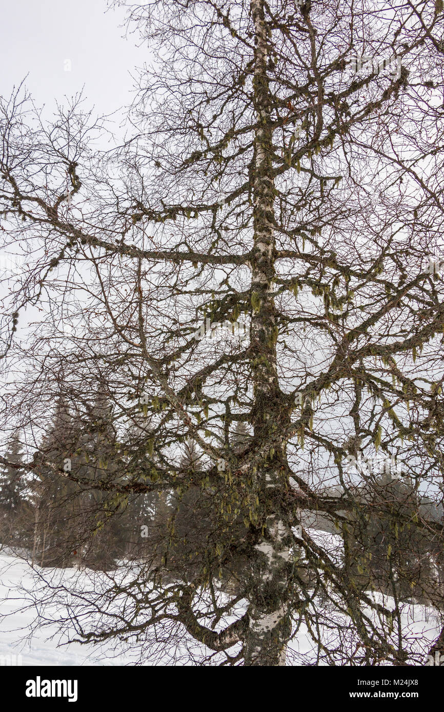 Alter Baum und Schnee in den Bergen Stockfoto