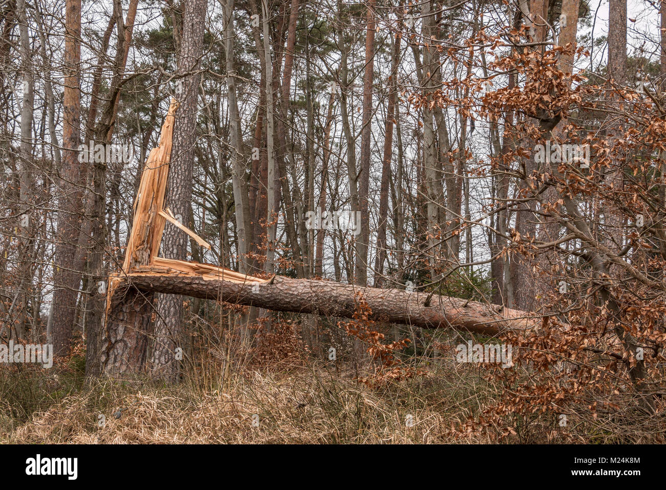 Sturm beschädigt Baum in der Mitte des Waldes Stockfoto