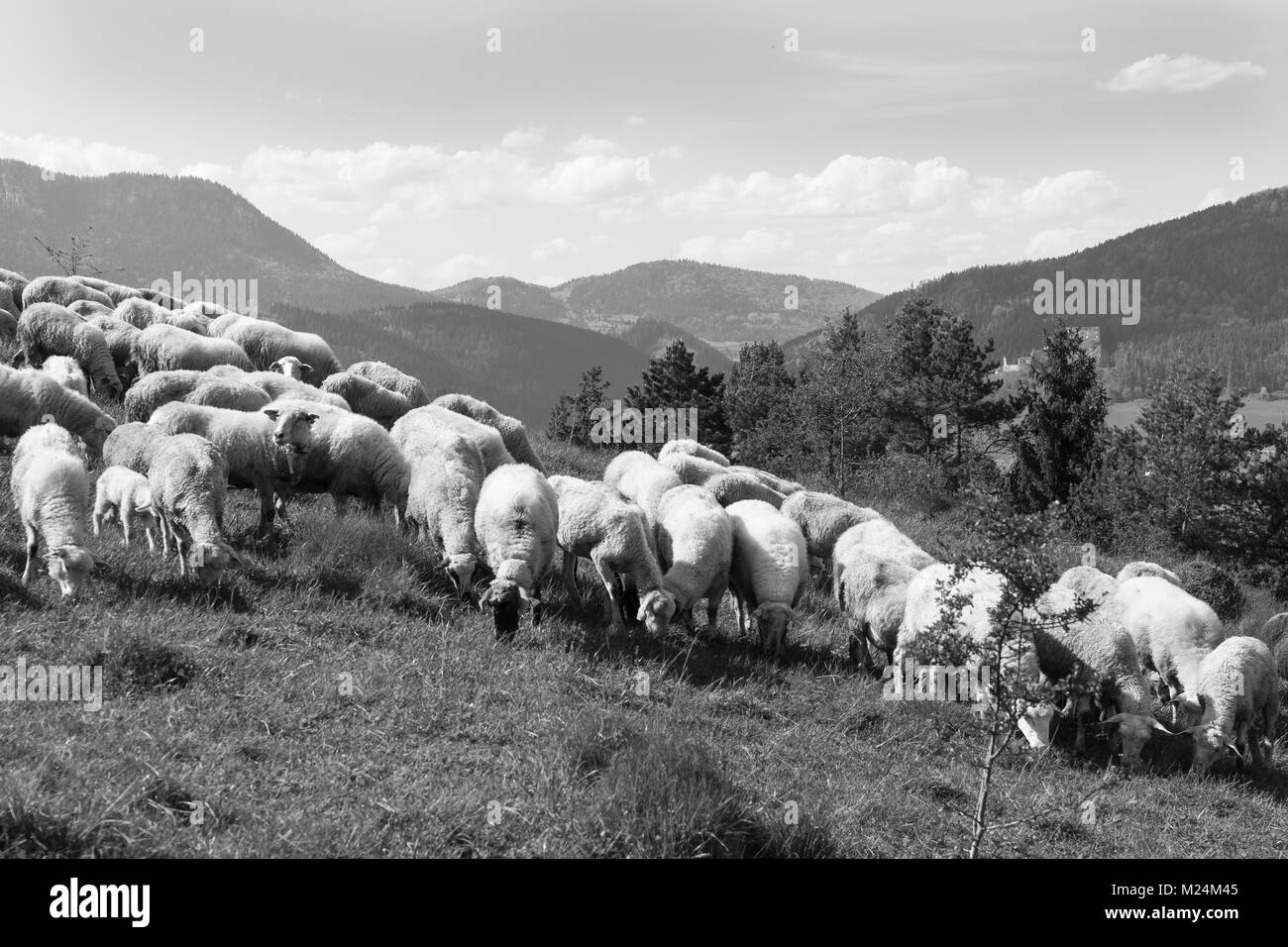Herde weißer Schafe auf einer Wiese an einem sonnigen Tag, Schwarz und Weiß. Stockfoto