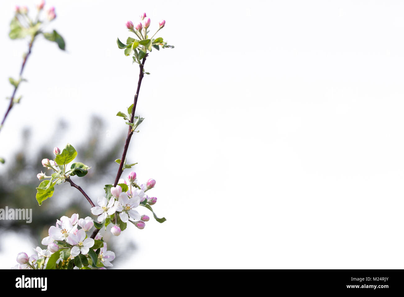 Zweig der Blüten. Feder Konzept. Weißer Hintergrund mit dem Raum. Stockfoto