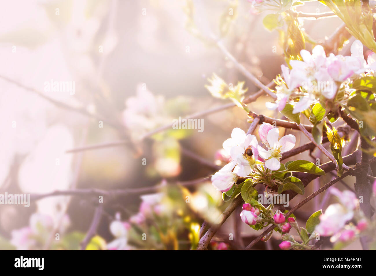 Apple tree Blüten im Frühling. Rosa Licht verschwommenen Hintergrund. Stockfoto