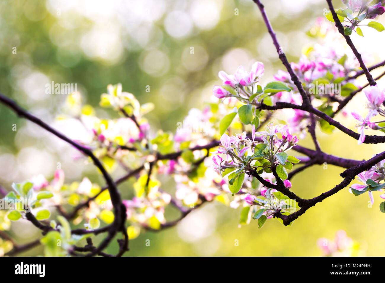 Niederlassung von blühender Apfelbaum im Frühjahr. Unscharfer Hintergrund. Stockfoto