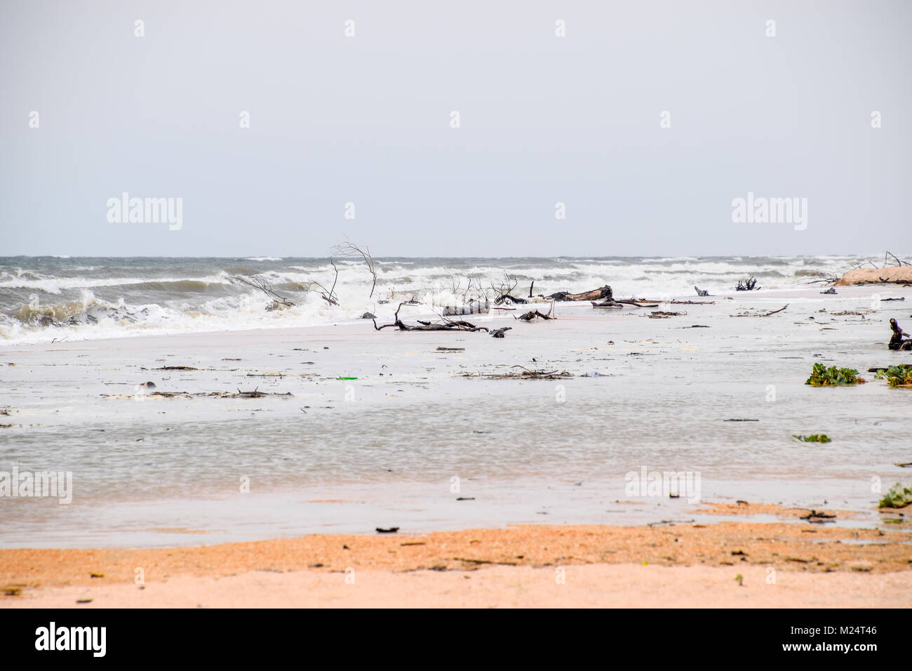 Küste des Meeres nach einem Gewitter. Die Bäume an Land geworfen. Stockfoto