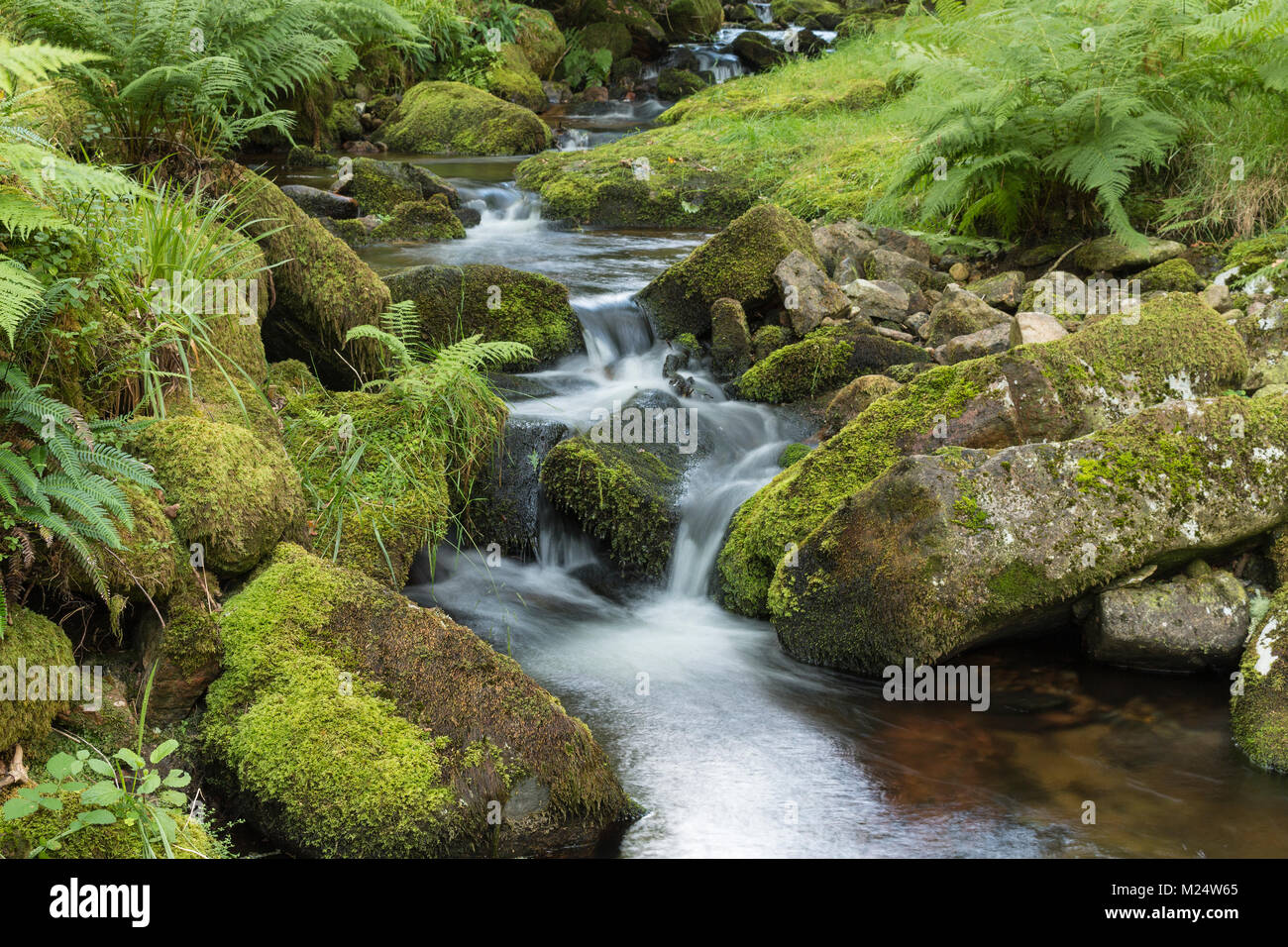 Ein Bild von einem schönen Stream durch die Wälder in Dartmoor, Devon, England, Großbritannien fließt Stockfoto