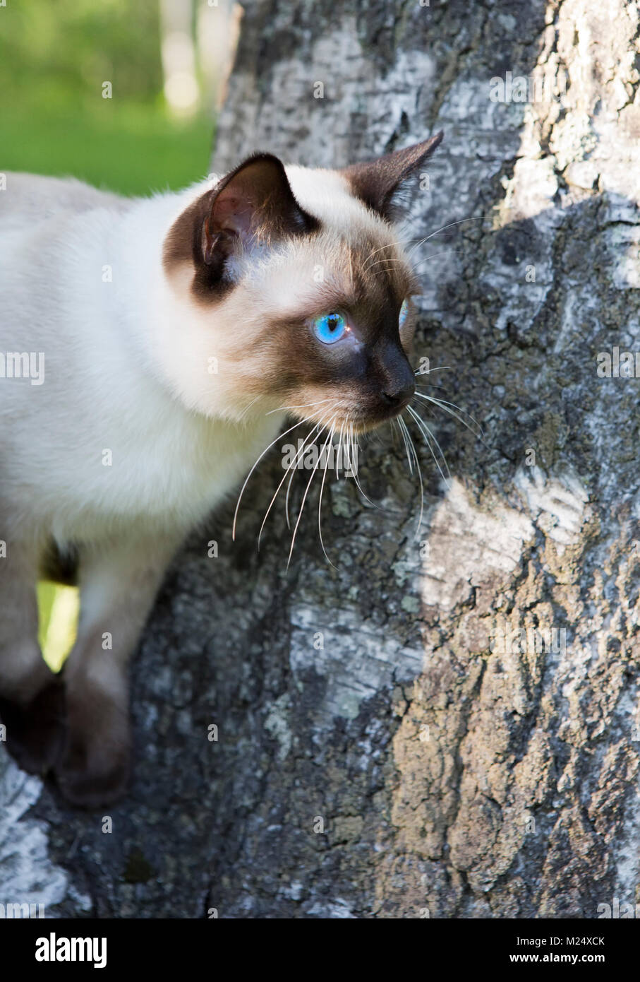 Kurze behaarte Junge Katze, seal point Farbe mit blauen Augen auf einer Birke. Stockfoto