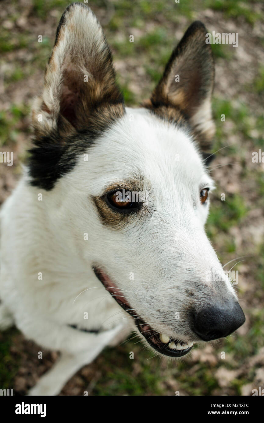 Porträt einer sehr schöne Nicht-rassehund Stockfoto