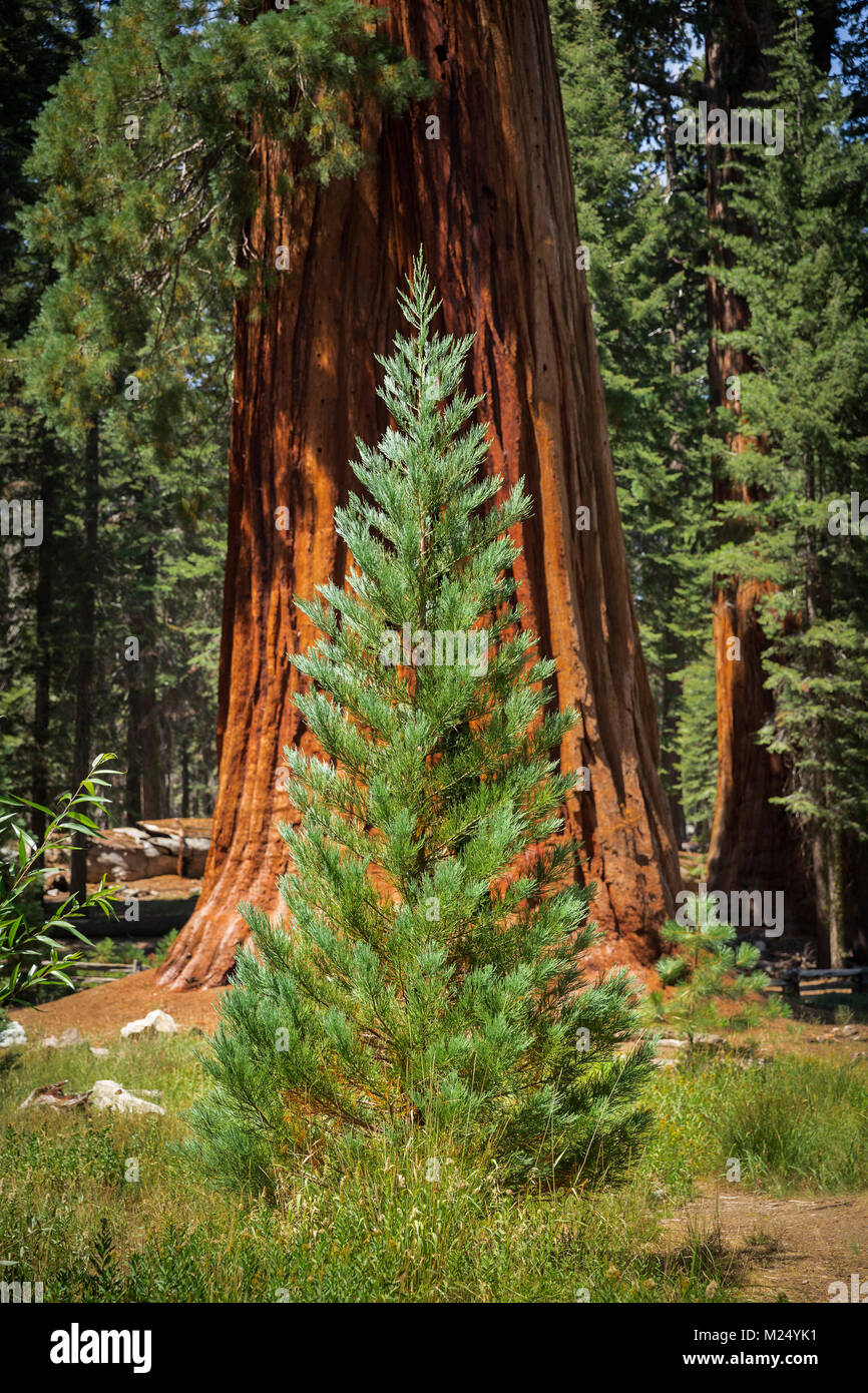 Sequoia Baumstämme im Sequoia National Park, Kalifornien, USA Stockfoto