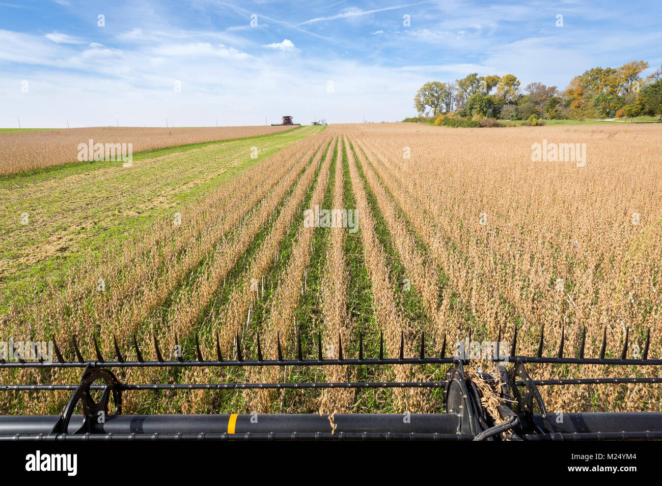 Mähdrescher ernten Soyabohnefeld, Regenerative Landwirtschaft Stockfoto