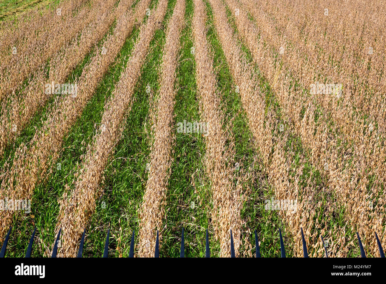 Regenerative Landwirtschaft, Reihen von Sojapflanzen und Abdeckung Erntegut Stockfoto