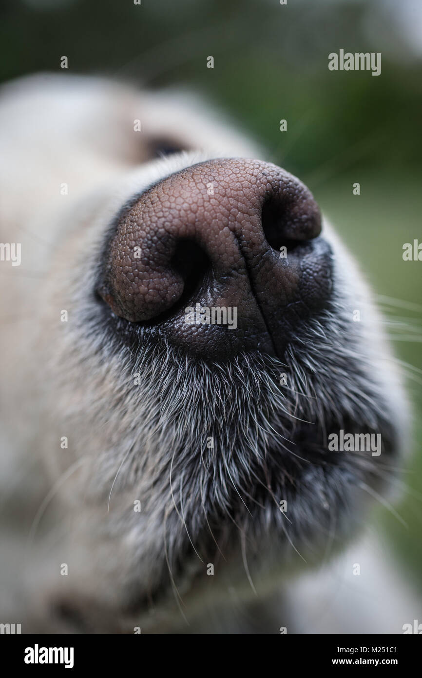 Golden Retriever Stockfoto