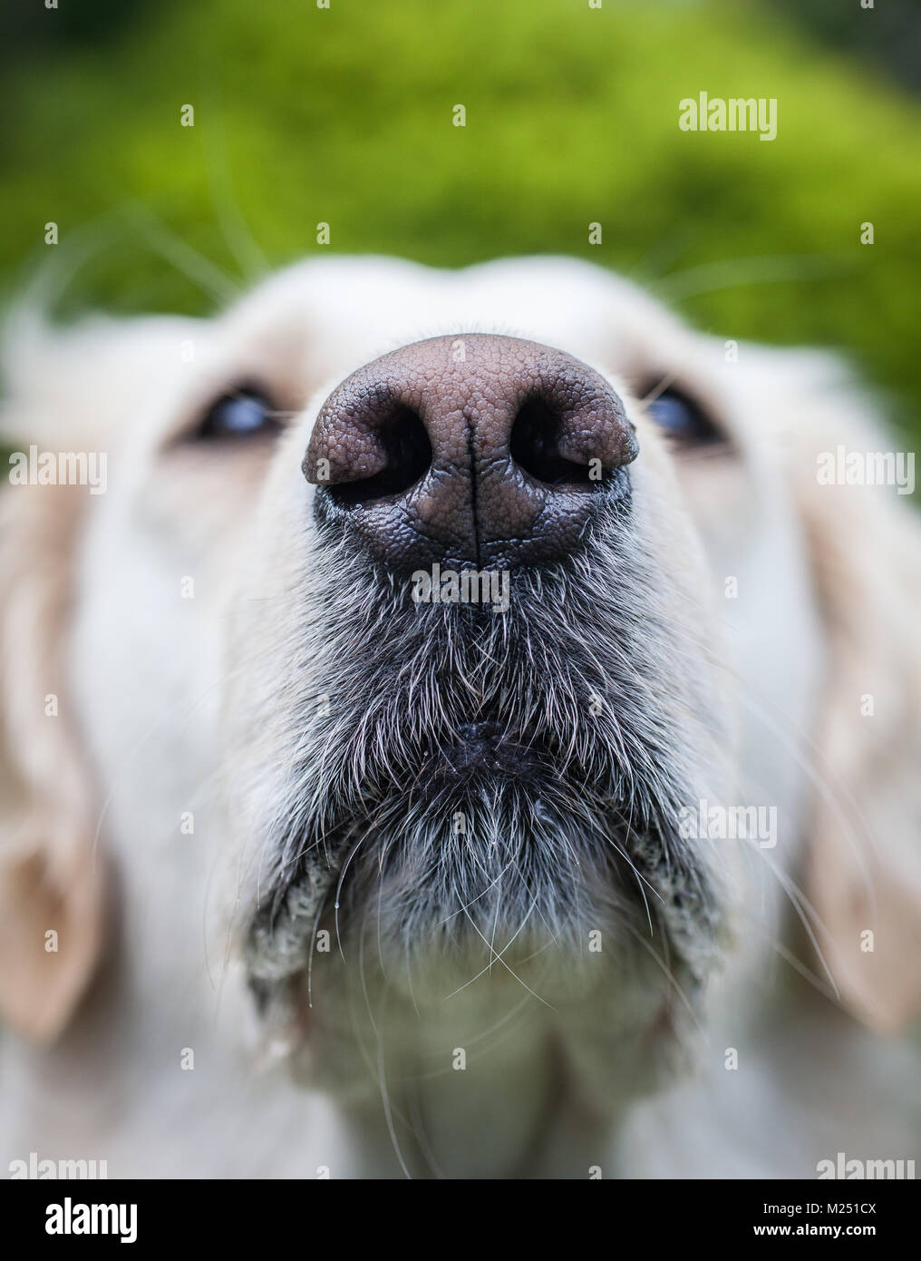 Golden Retriever Stockfoto