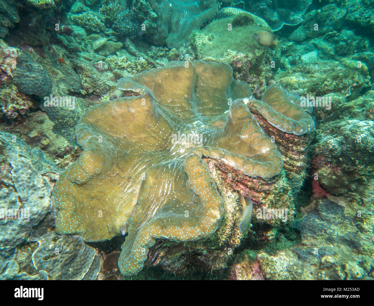 Große Muschel auf dem Meer, Philippinen Stockfoto