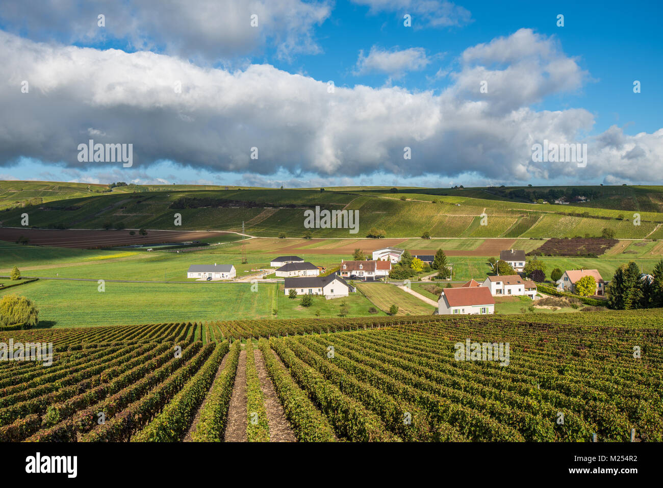 Weinberge im Tal der Loire, Frankreich Stockfoto