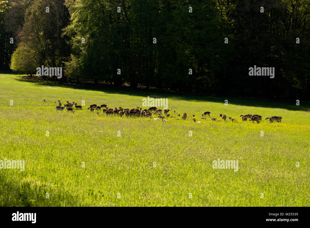 Hirsche in der Altmuehtal in Deutschland Stockfoto