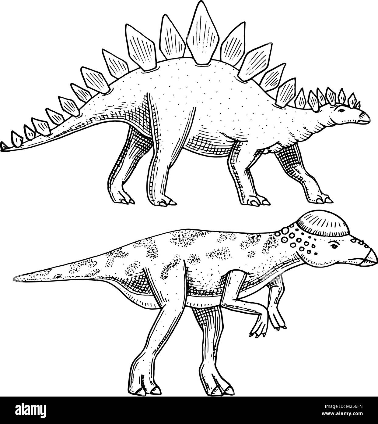 Dinosaurier Stegosaurus, Pachycephalosaurus, Lexovisaurus, Skelette, Fossilien. Prähistorische Reptilien, Tier graviert Hand gezeichnet Vektor. Stock Vektor