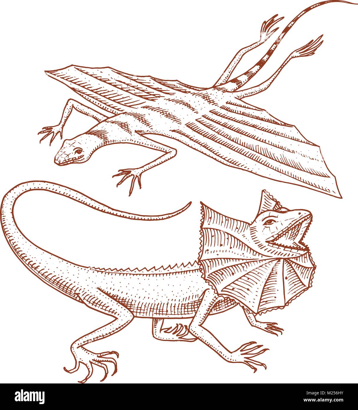 Ruschen Necked Eidechse Fliegende Drachen Oder Agama In Australien Wilde Tiere In Der Natur Vector Illustration Fur Buch Oder Pet Store Zoo Graviert Hand Gezeichnet Stock Vektorgrafik Alamy