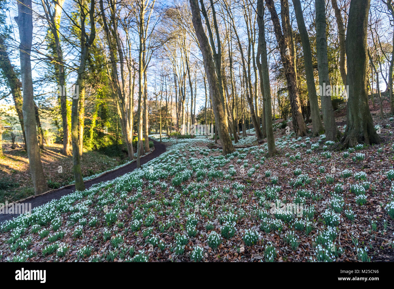 Rokokogarten in Painswick, UK. Am 5.Februar 2018 und Der Rokokogarten in Painswick, Gloucestershire lebt mit seiner atemberaubenden jährlichen Anzeige von Schneeglöckchen. Quelle: David Broadbent/Alamy leben Nachrichten Stockfoto