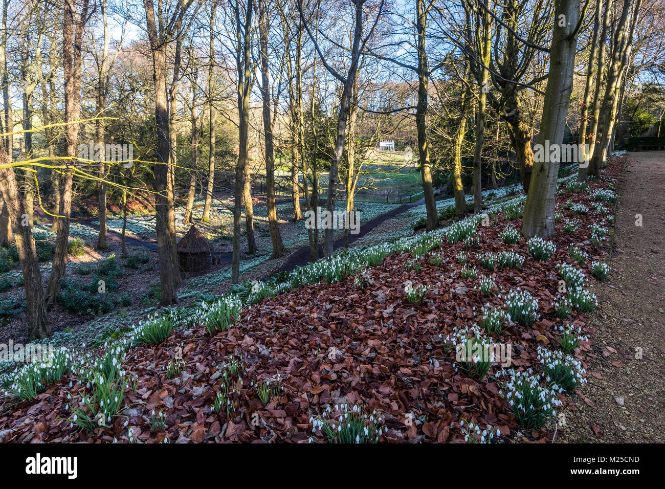 Rokokogarten in Painswick, UK. Am 5.Februar 2018 und Der Rokokogarten in Painswick, Gloucestershire lebt mit seiner atemberaubenden jährlichen Anzeige von Schneeglöckchen. Quelle: David Broadbent/Alamy leben Nachrichten Stockfoto