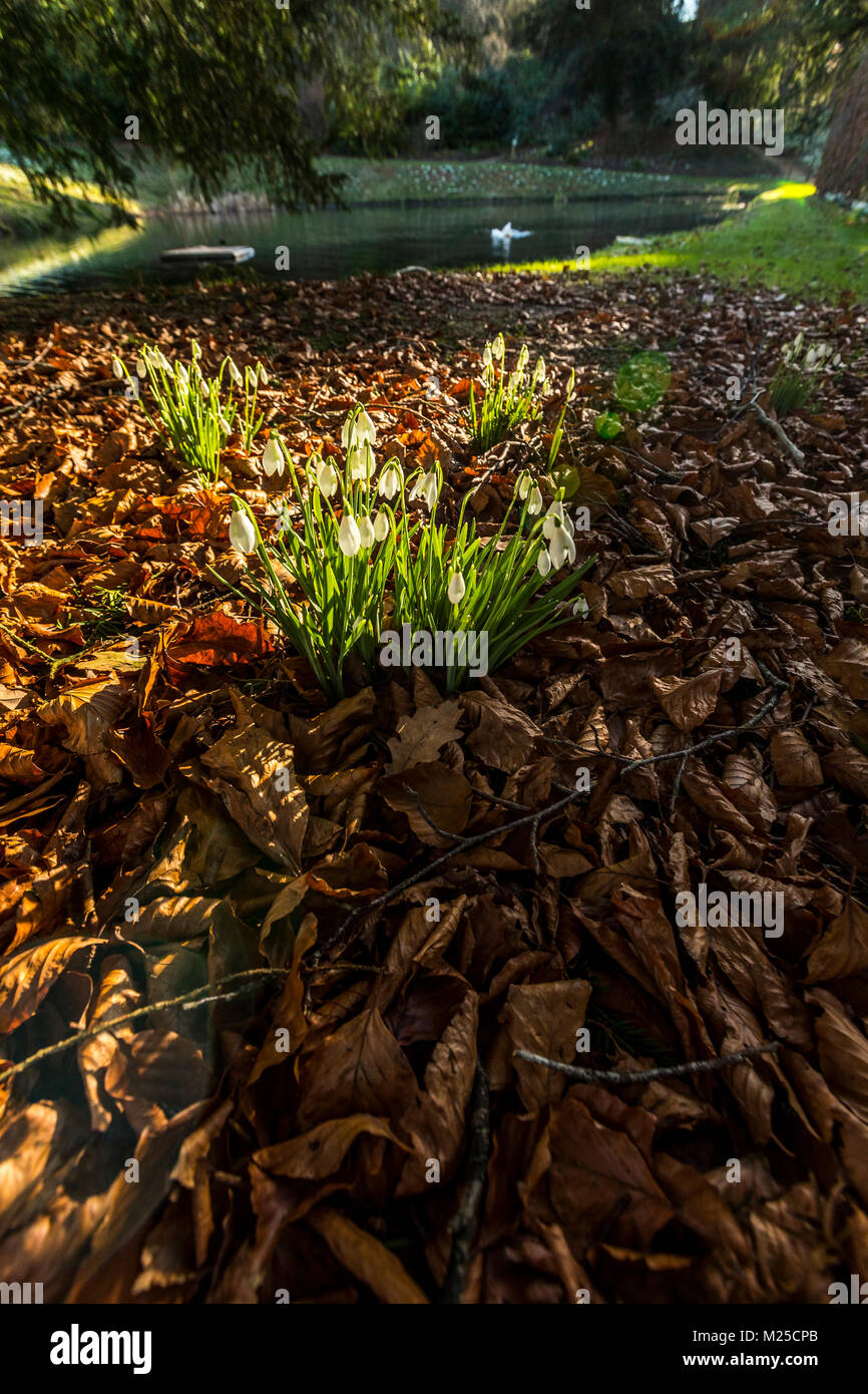 Rokokogarten in Painswick, UK. Am 5.Februar 2018 und Der Rokokogarten in Painswick, Gloucestershire lebt mit seiner atemberaubenden jährlichen Anzeige von Schneeglöckchen. Quelle: David Broadbent/Alamy leben Nachrichten Stockfoto