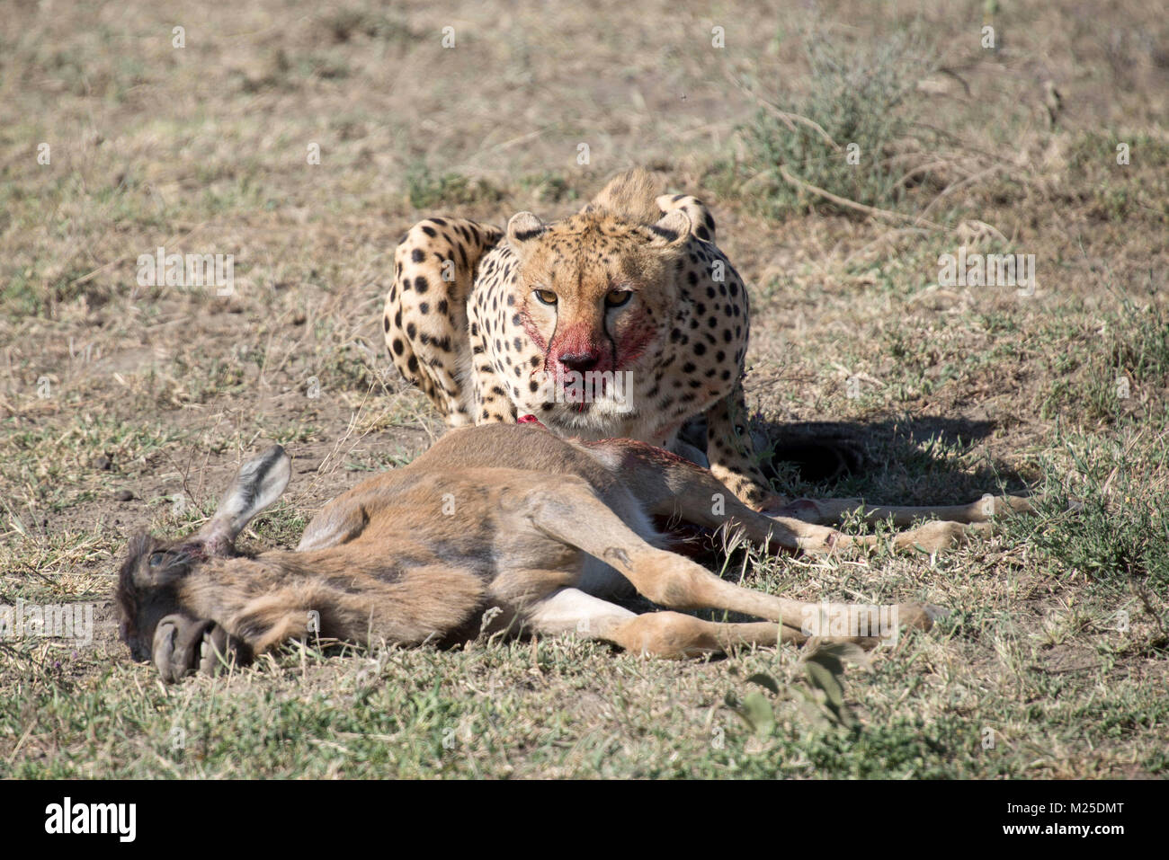 Ein Archiv Bild, am 13. April 2017 berücksichtigt, zeigt ein gepard nach Jagd auf eine Antilope in der Serengeti, Tansania. - KEINE LEITUNG SERVICE - Foto: Gioia Forster/dpa Stockfoto