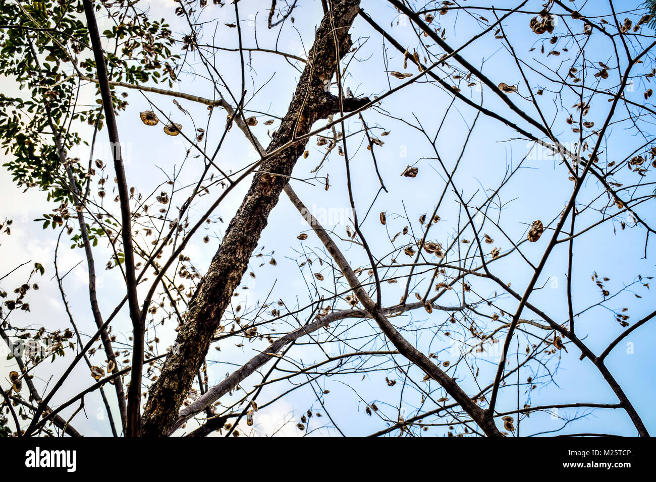 Getrocknete winter baum Zweige und Blätter mit blauem Himmel Hintergrund Stockfoto