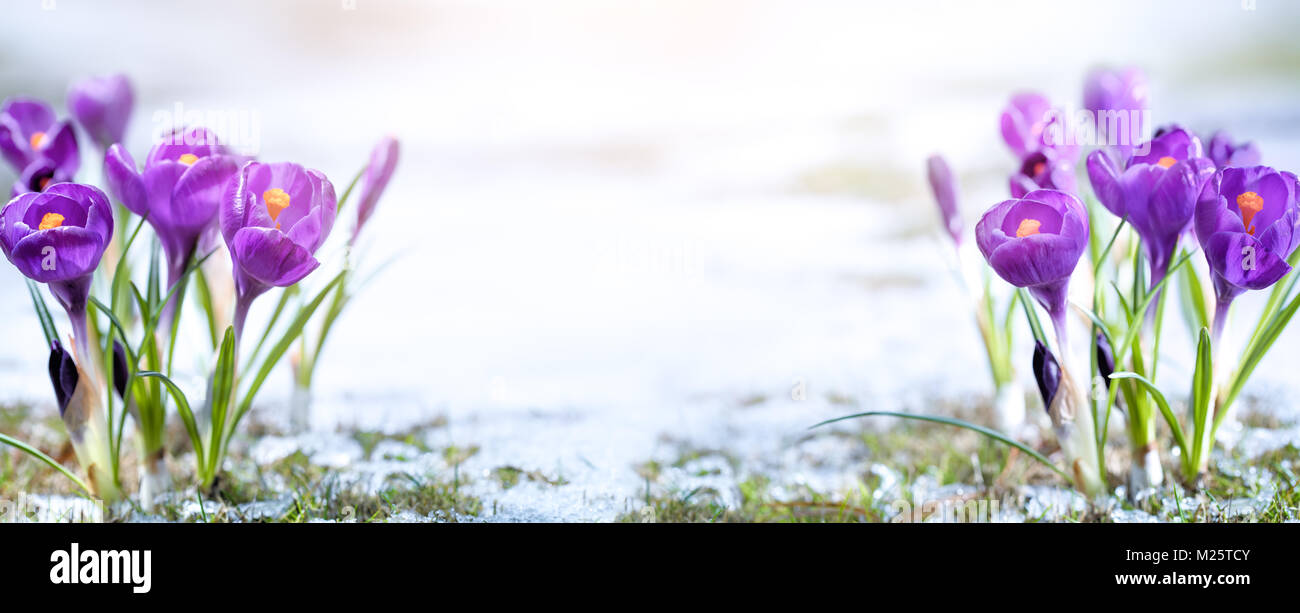 Crocus Blume in sonw am Morgen Stockfoto