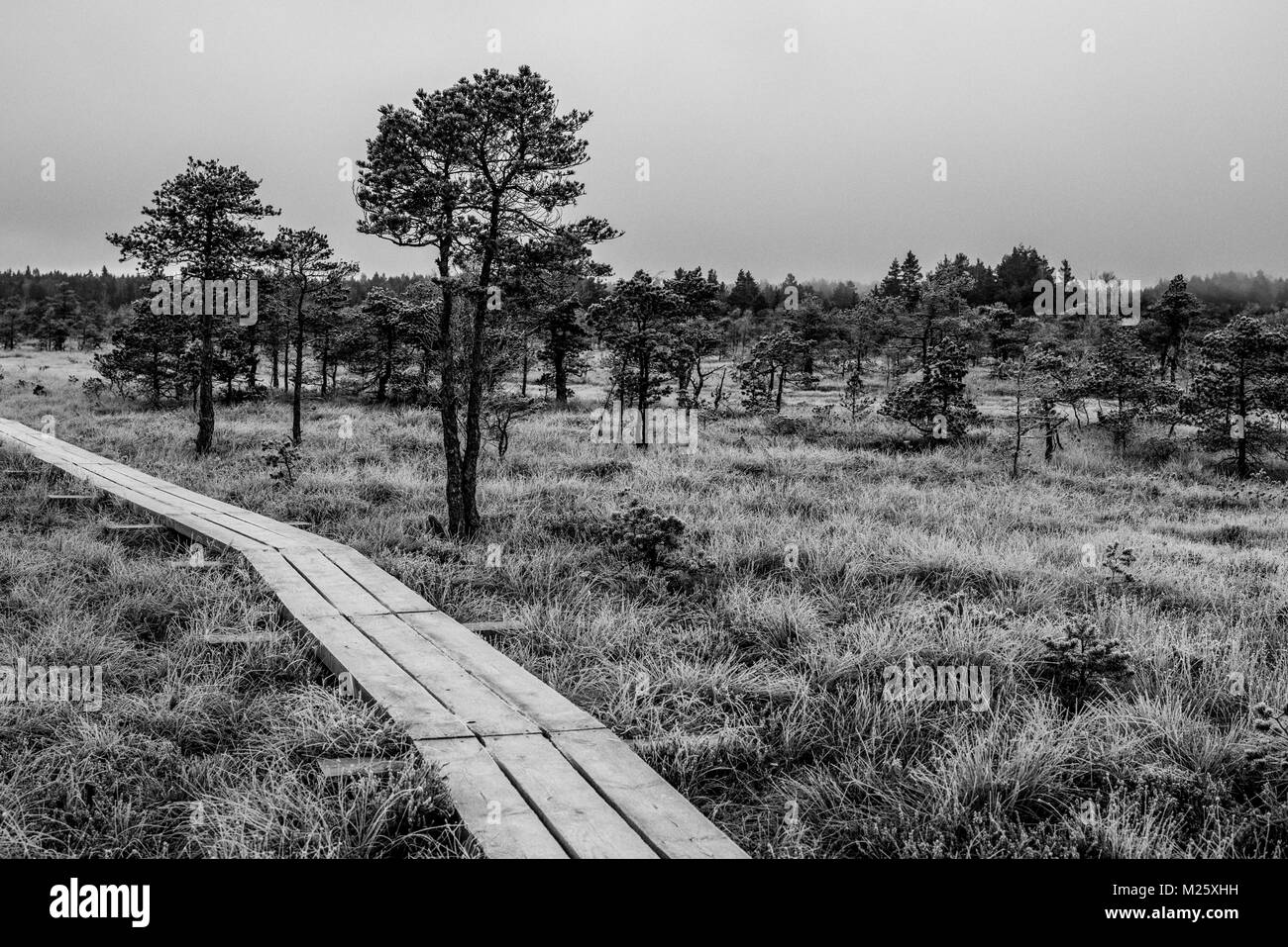 Holz- Weg, Straße in der Perspektive auf frühen Wintermorgen mit gefrorenen Bäume und Gras. Kemeri Nationalpark sunrise, Lettland. Vintage, Retro schwarz und w Stockfoto