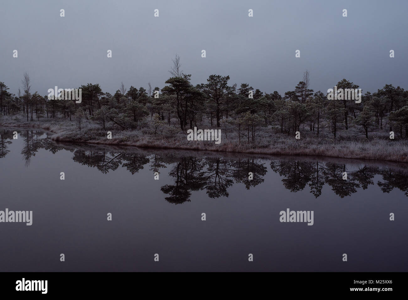 Bog mit kleinen Pinien im frühen Winter morgen Frost bedeckt im Teich widerspiegelt. Kemeri Nationalpark bei Sonnenaufgang, Lettland. Retro Effekt mit einigen gr Stockfoto