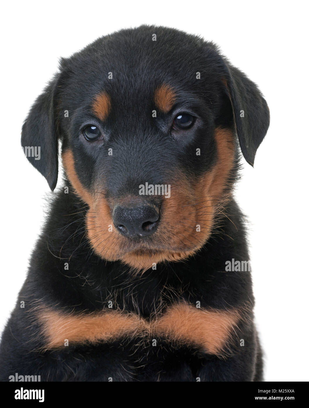 beauceron-welpe-fotos-und-bildmaterial-in-hoher-aufl-sung-alamy