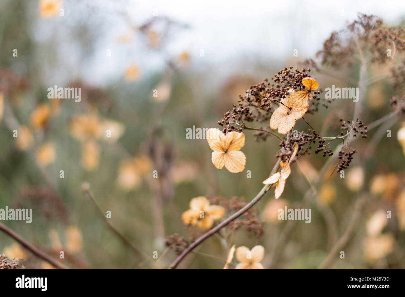 Getrocknete Hortensien Blumen im Winter, Sussex, England Stockfoto