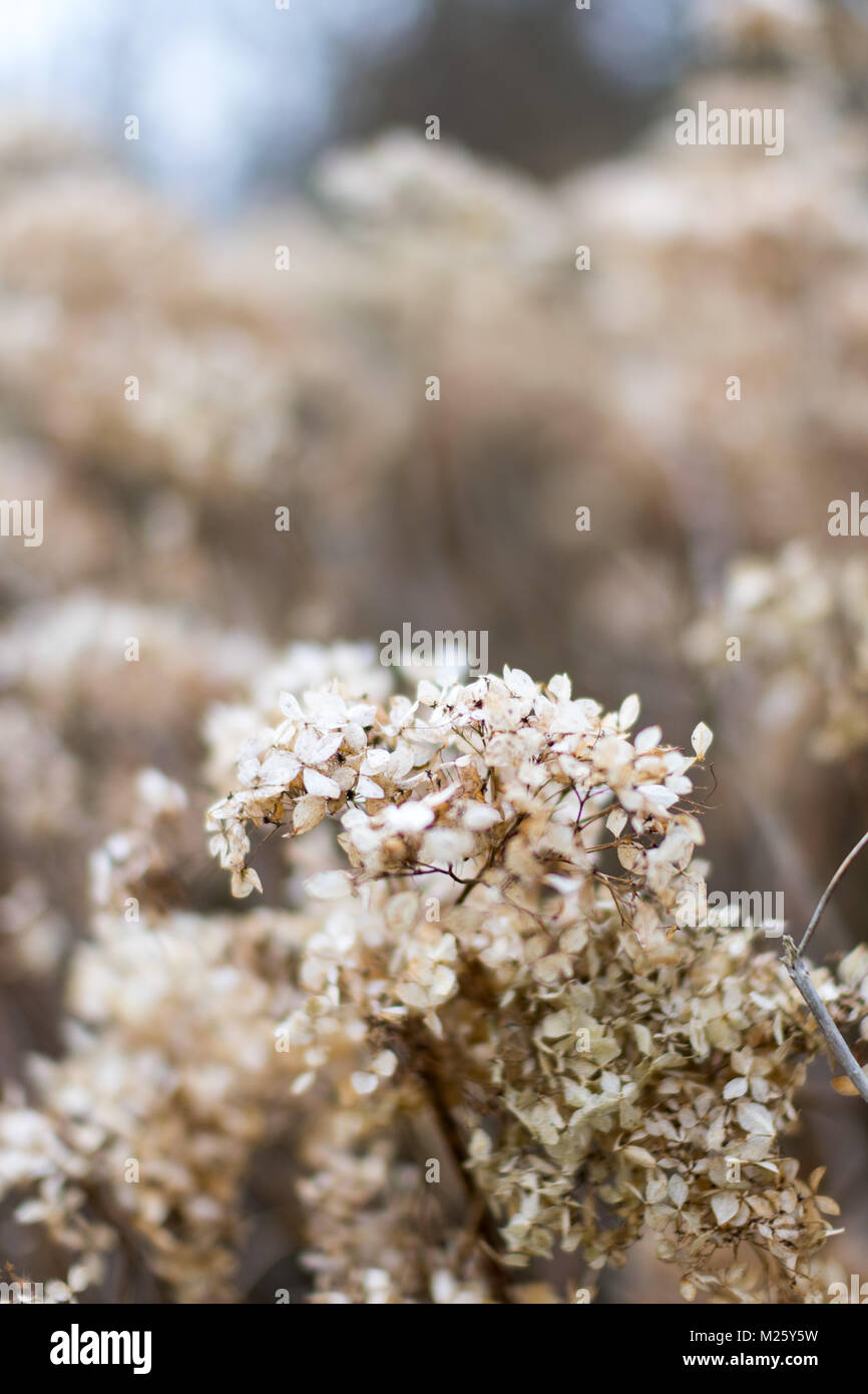 Getrocknete Hortensien Blüten im Winter mit geringer Tiefenschärfe, die Schaffung eines schönen unscharfe, gedämpften Hintergrund Stockfoto