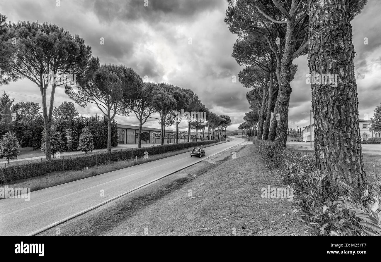 Ein Baum iined Straße in der Toskana mit einem einzigen italienischen Autos nach unten fahren. Die riesigen Bäume Zwerg der kleinen Fiat. Stockfoto