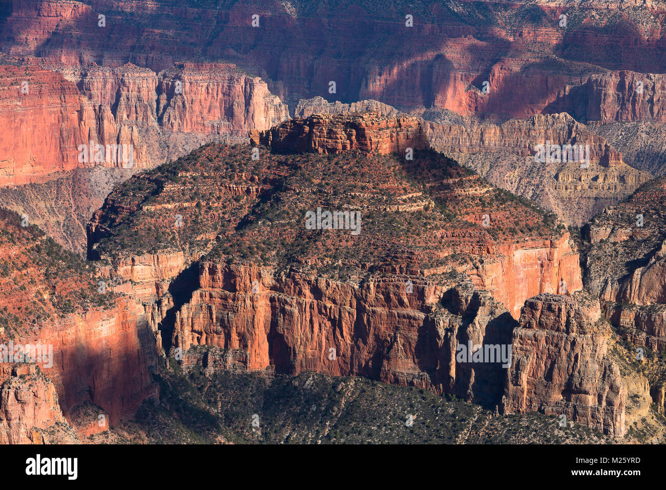 Morgen dappled Licht entlang dem North Rim des Grand Canyon Grand Canyon National Park, Arizona. USA Stockfoto
