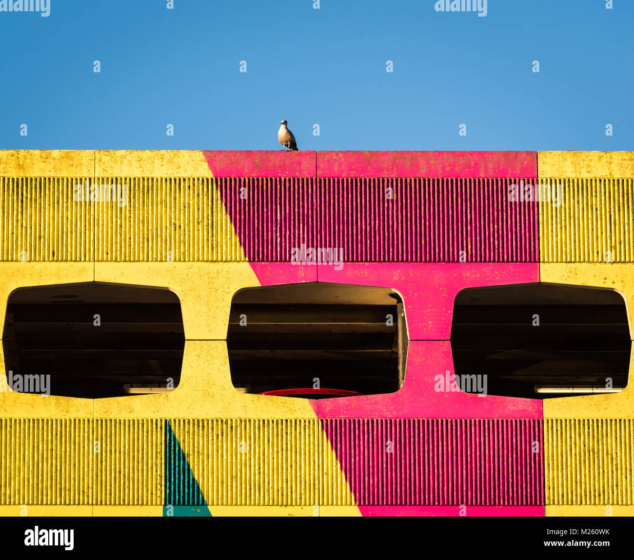 Taube auf bunten Grafton Parkplatz in Worthing Stockfoto