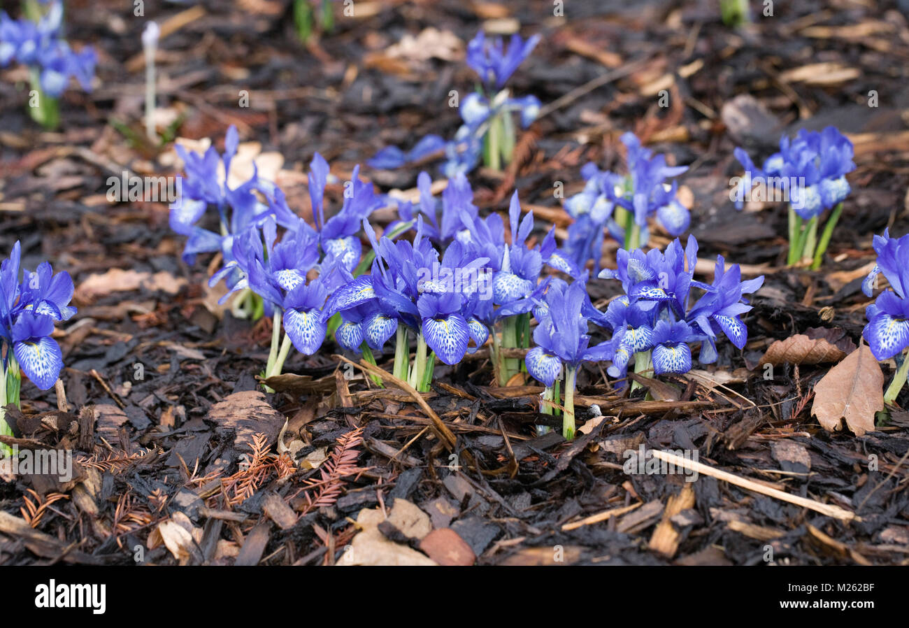 Iris histrioides 'Frau Beatrix Stanley 'Blumen. Stockfoto