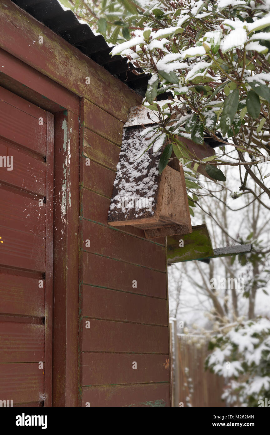 Dreieckigen Recyclingholz öffnen fronted bird Box für Robin Vogel teilweise von Rhododendron Blätter versteckte nach dem Besprühen der Schnee Stockfoto